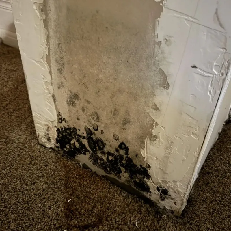 Professional Mold Removal in Winnebago County, WI